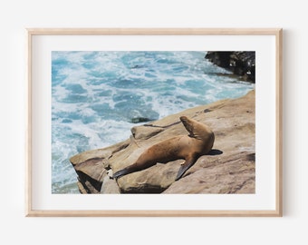 Sea Lion Print, San Diego California Photography