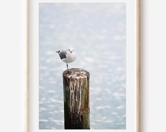 Seagull Print | Digital Download | Ocean Photography | Cancun Wall Decor