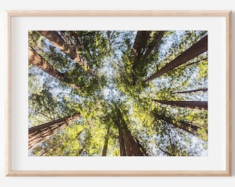 Muir Woods Prints, Redwood Tree Wall Art, Tree Photography, California Art, San Francisco Photo Print, Redwood Forest, Nature Photography