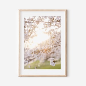 White Spring Flowers, Photography Prints, Canvas Wall Art, Utah Springtime, Floral Art, Flower Print, Flowering Trees, Cherry Blossoms