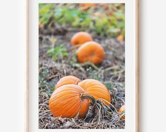 Descarga digital de fotos de calabazas / Impresión artística acogedora de otoño / Fotografía de otoño