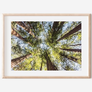 Muir Woods Print, Digital Download, San Francisco Print, Redwood Forest Digital, Printable Art, Forest Photography, Trees Wall Art