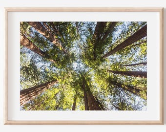 Muir Woods Print, Digital Download, San Francisco Print, Redwood Forest Digital, Printable Art, Forest Photography, Trees Wall Art