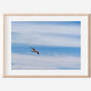 Bird Photography, Digital Download, Tropical Bird, Bird Wall Decor, Animal Photo, Bird in Flight, Coastal Art, Tropical Decor, San Diego Art