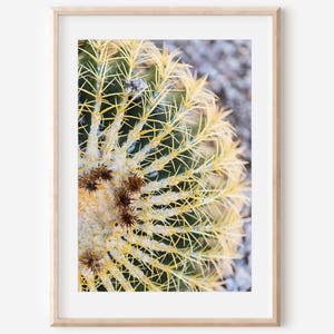 Cactus barril dorado, descarga digital, arte mural del desierto, arte de Arizona, fotografía de cactus, desierto imprimible, arte botánico, desierto de Arizona