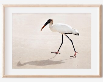 White Tropical Bird Photo Digital Download, Animal Prints, Bird Wall Decor, Tropical Print, Instant Download, Animal Photography Printable