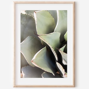 Agave Kaktus, Fotografie Druck, Arizona Wohnkultur, Südwestern Kunst, Botanische Kunst, Kaktus Fotografie, Wüste Wandkunst, Wüstenpflanze