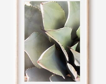 Agave Cactus Photography Print | Southwestern Desert Botanical Wall Art | Arizona Home Decor