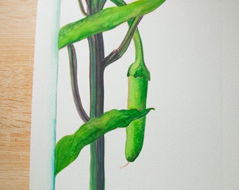 Original Watercolor Series - In My Garden: Banana Pepper (11x14in)