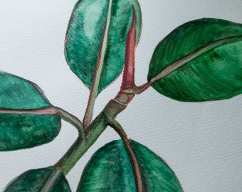 Original Watercolor Series - In My Garden: Rubber Fig (11x14in)