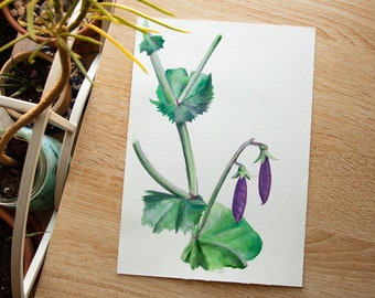 Original Watercolor Series - In My Garden: Purple Sugar Snap Pea (9.5x6.5in)