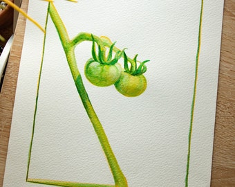オリジナル水彩画シリーズ - 私の庭で: 2 つのトマト (12 x 9 インチ)