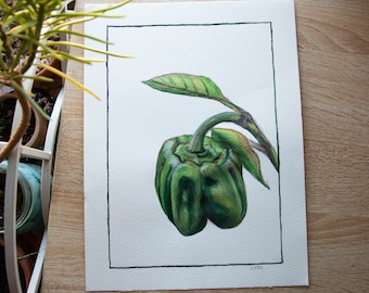 Original Watercolor Series - In My Garden: Green Pepper (12x9in)