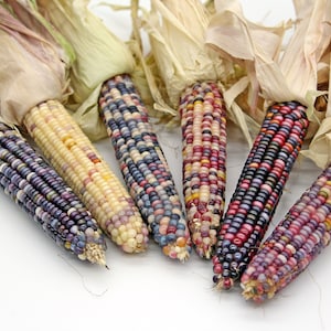 Decorative Indian Corn - Glass Gem