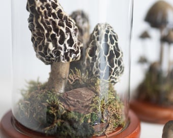 Terrarium with fungi Morels - realistic, artificial mushrooms - decoration with a glass dome, unique special gift, one of a kind