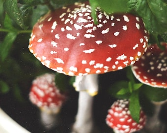 Handmade Clay Toadstool Mushroom Pick, Terrarium Garden Decor 15 cm