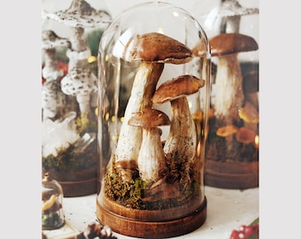 TGlass dome with fake Boletus mushrooms