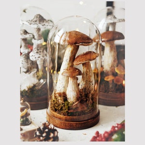 Cupola in vetro con finti funghi porcini