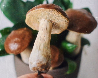 Set of 3 boletus mushrooms - decoration for terrarium plants