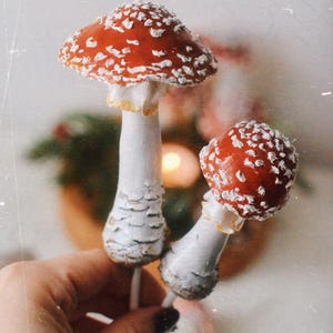 May include: Two white stemmed mushrooms with red and white spotted caps. The mushrooms are held in a hand.