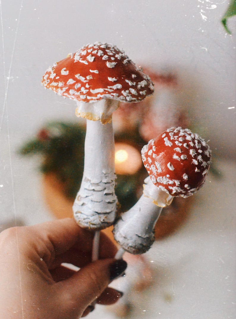 May include: Two white stemmed mushrooms with red and white spotted caps. The mushrooms are held in a hand.
