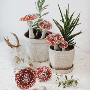 May include: A white ceramic planter with a red and white mushroom plant, a white ceramic planter with a green succulent plant, and a white ceramic planter with a red and white mushroom plant. The planters are on a white surface with a deer skull.