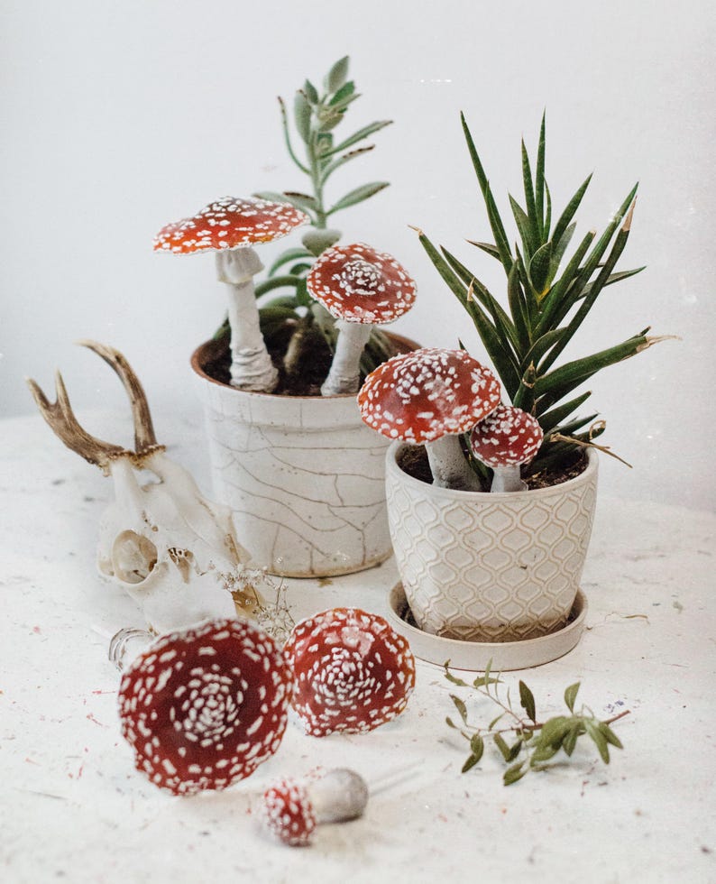 May include: A white ceramic planter with a red and white mushroom plant, a white ceramic planter with a green succulent plant, and a white ceramic planter with a red and white mushroom plant. The planters are on a white surface with a deer skull.