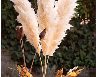 BULK Large pampas grass (30 stem min order)