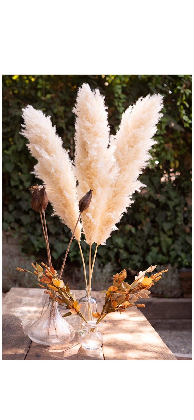BULK Large pampas grass 30 stem min order Etsy