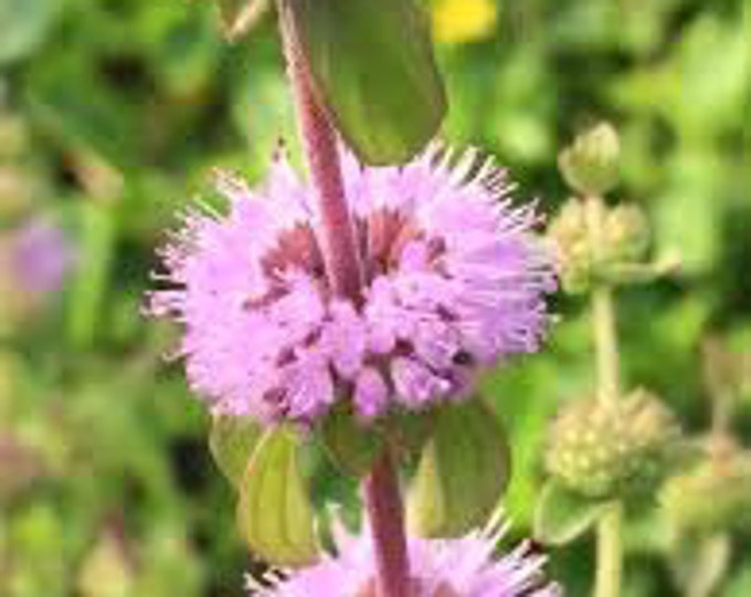 Пеннироял. Мята Пеннироял. Mentha pulegium. Pennyroyal Tea растения. Yarpiz трава.