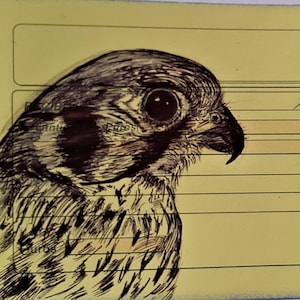 Kestrel. Bird Artwork. Birds of Prey. Falconry gift. Bird Wall Art. Bird Lovers. Hawk. Bird Watchers.Hand Drawn. Original Illustration.