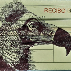 Black Vulture. Bird Artwork. illustration. Bird Lovers. Falconry. Bird Wall Art. Hand drawn.
