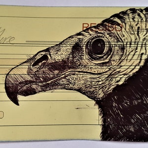 Avvoltoio della Turchia. Uccello rapace disegnato a mano.  Regalo per gli amanti degli uccelli.