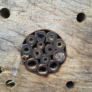 Bee Hotel, Insect Hotel. image 7