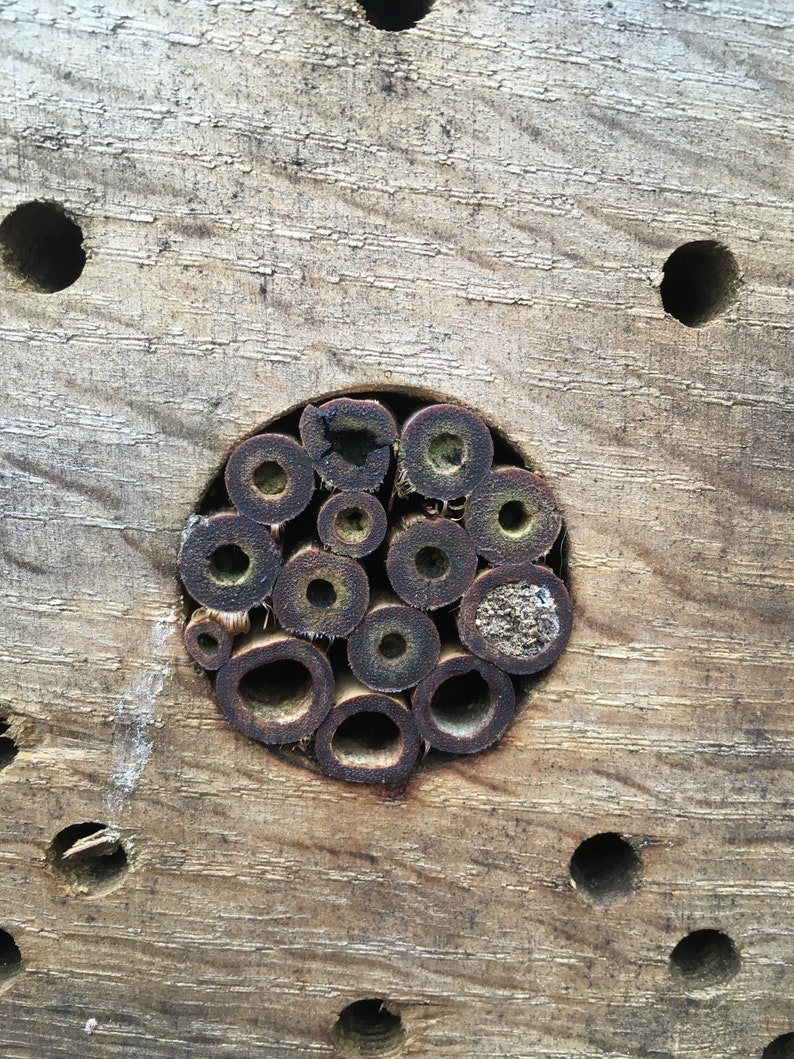 Bee Hotel, Insect Hotel. image 7