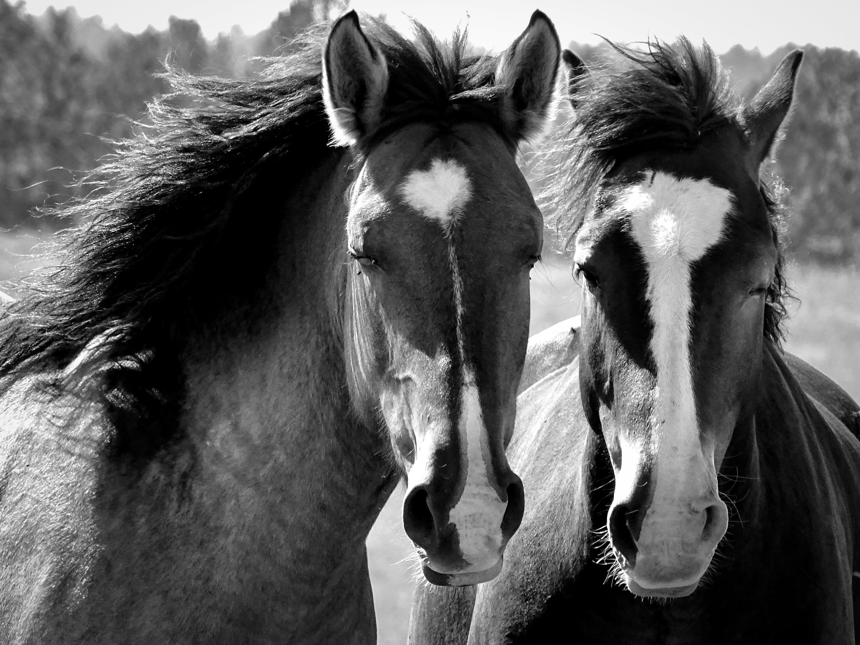Two Horses Black and White Photography Digital Prints | Etsy
