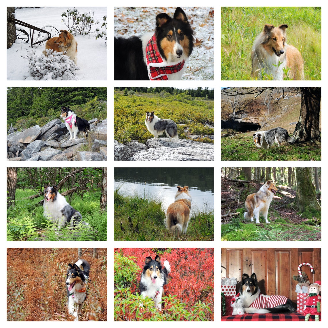 Rough Collie Wall Calendar 2021 Etsy