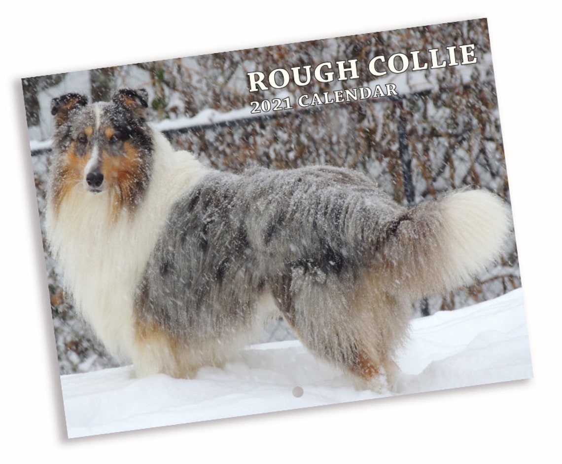 Rough Collie Wall Calendar 2021 Etsy