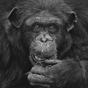 Exclusive original Artwork Print - Chimpanzee Black & White - digital download