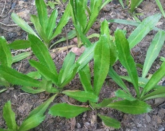 Culantro Parsley 5,600 Seeds Asian Vegetable Herbs Organic 2 G.