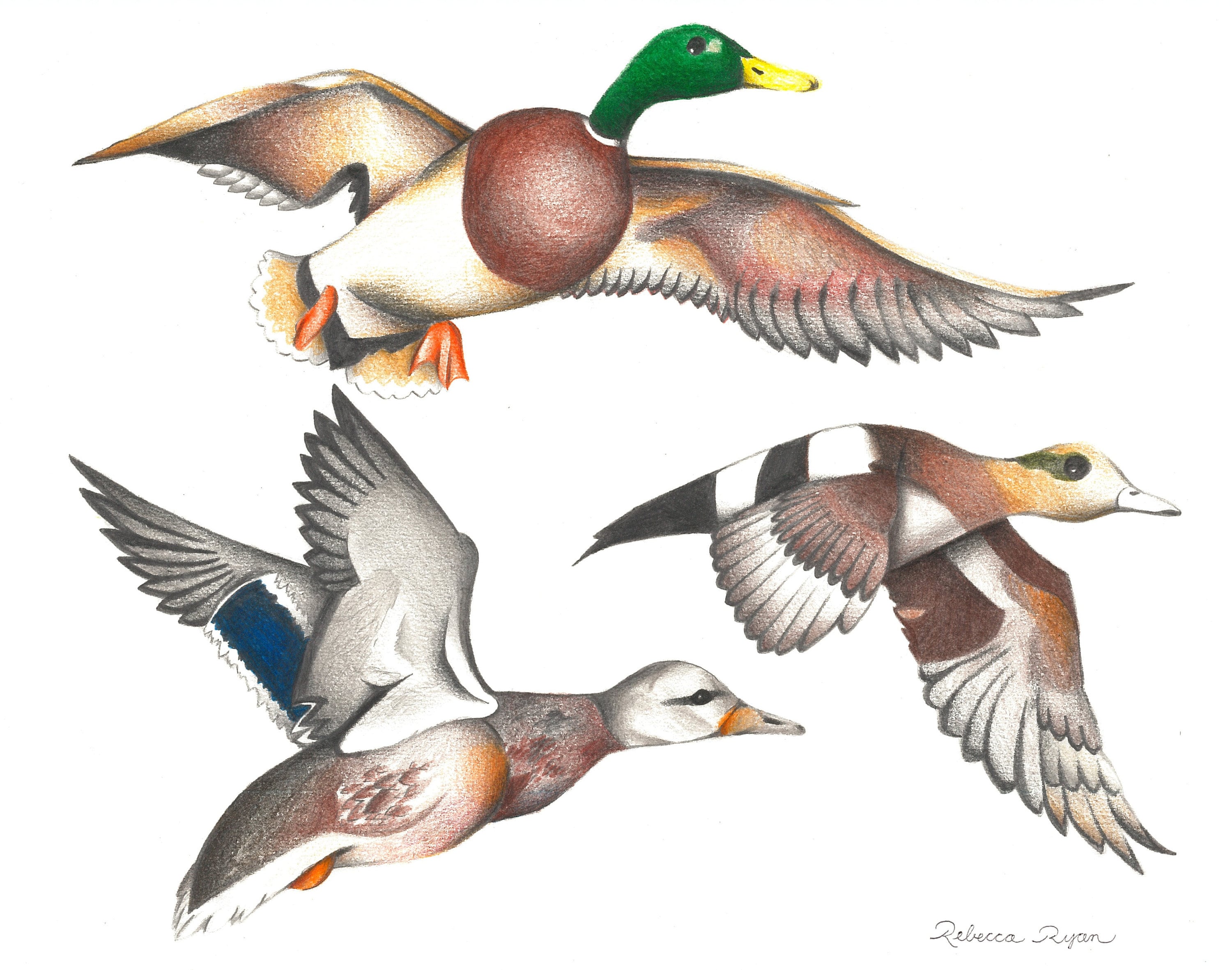 Les canards sauvages dessin aux crayons de couleurs impression | Etsy
