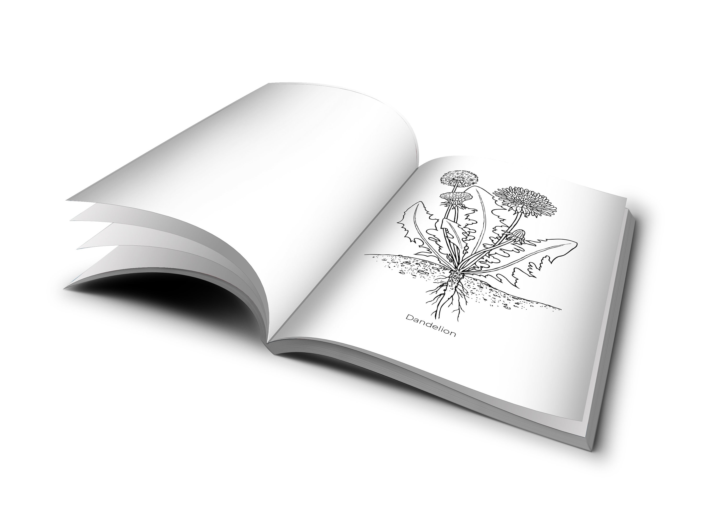 Medicinal Herb Plant Coloring Book Herb Garden Coloring Pages Etsy