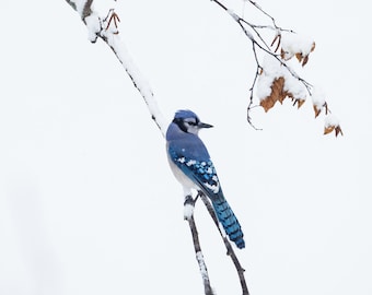 May include: A blue jay perched on a snow-covered branch with brown leaves. The bird has a blue crest, white chest, and black eyes.