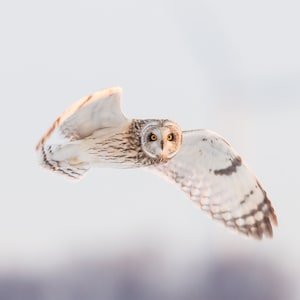 Owl Photography: Short-eared owl in flight, limited edition - Bird photography, Nature photo, Wildlife Photo fine art print, animal art