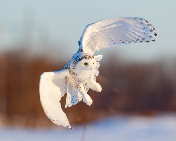 Bird Photography Snowy Owl in Flight Fine Art Print | Etsy