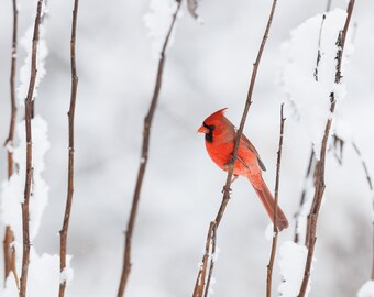 Wildlife Photography, Northern Cardinal Winter, limited edition - Nature Photography, bird Photo, animal photo, fine art print, wall decor