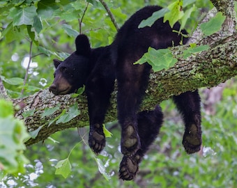 Wildlife Photography: Black Bear picture, limited edition  - Nature Photography, Great Smoky Mountains, National Park photo, fine art print