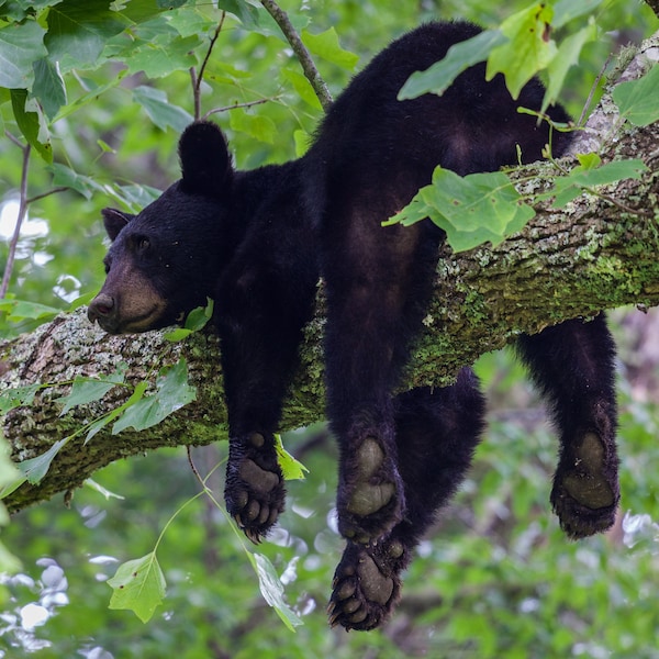 Wildlife Photography: Black Bear picture, limited edition  - Nature Photography, Great Smoky Mountains, National Park photo, fine art print