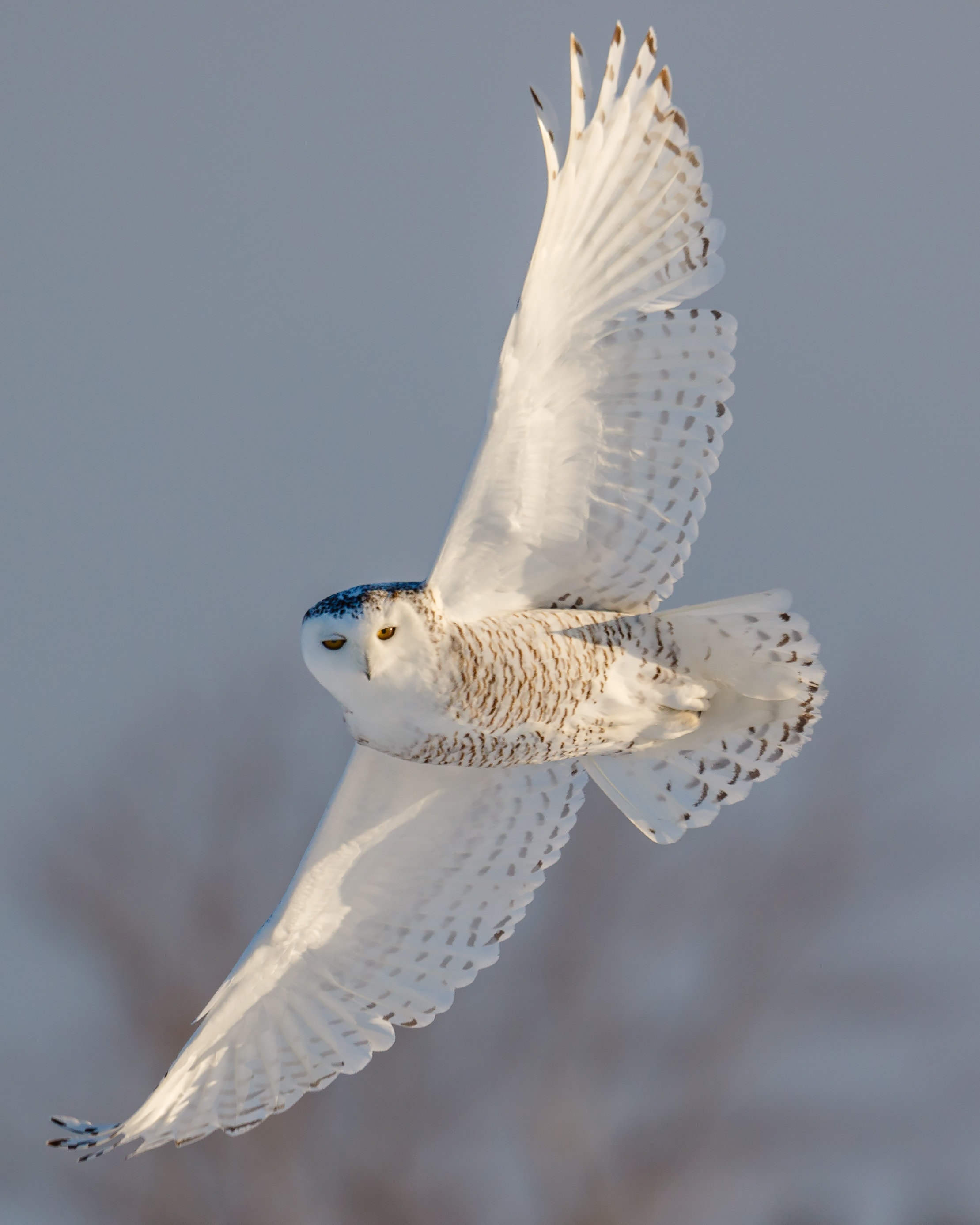 Bird Photography, Snowy Owl in Flight, Limited Edition Fine Art Print,  Wildlife Photography, Winter, Owl Photograph, Canada Nature Print - Etsy