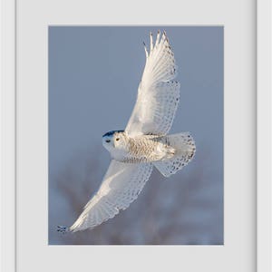Bird Photography, Snowy Owl in Flight, limited edition - Fine Art Print, Wildlife Photography, Winter, Owl Photograph, Canada Nature print